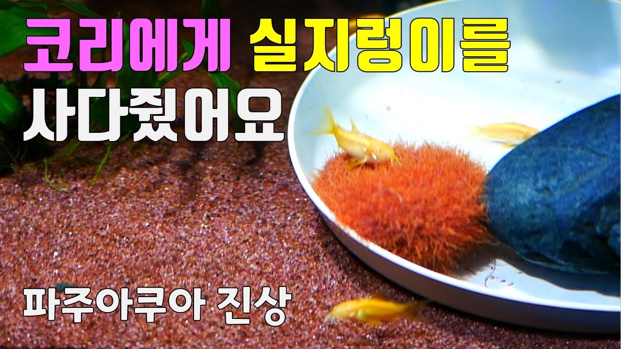 실지렁이를  사다 금붕어와 코리에게 줘봤어요