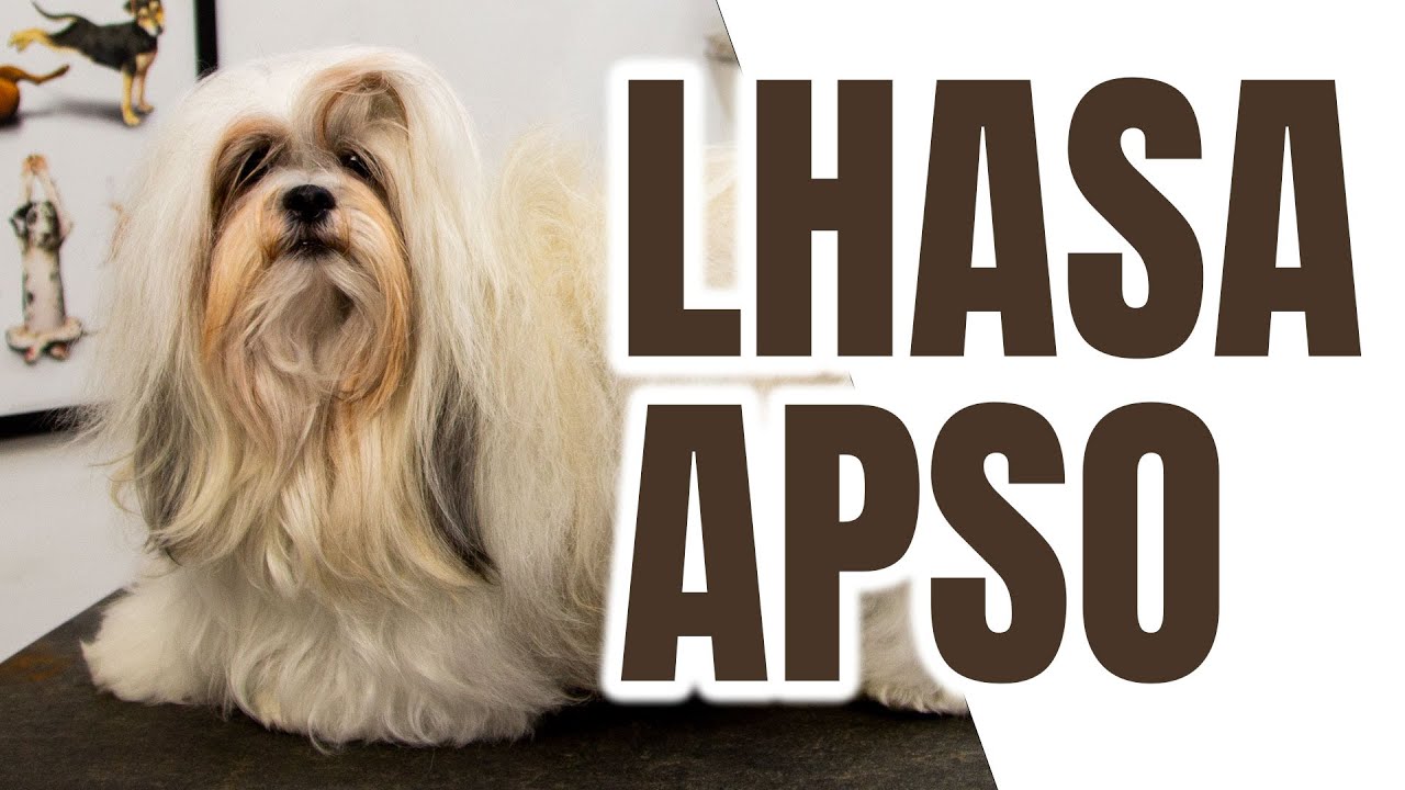 LHASA APSO - TUDO SOBRE HIDRATAÇÃO EM PELAGEM LISA😱