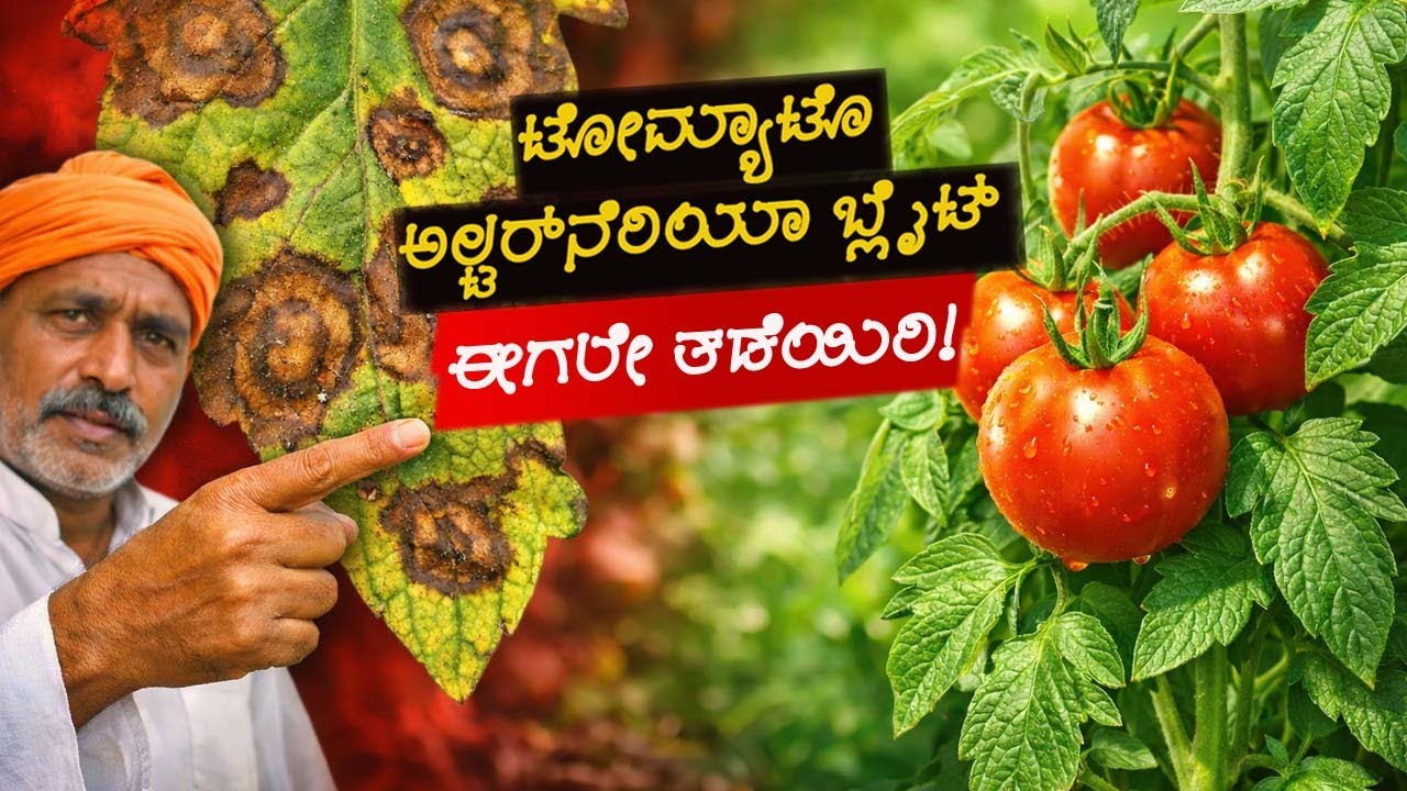 ಟೊಮೆಟೊ ಬ್ಲೈಟ್ ರೋಗ