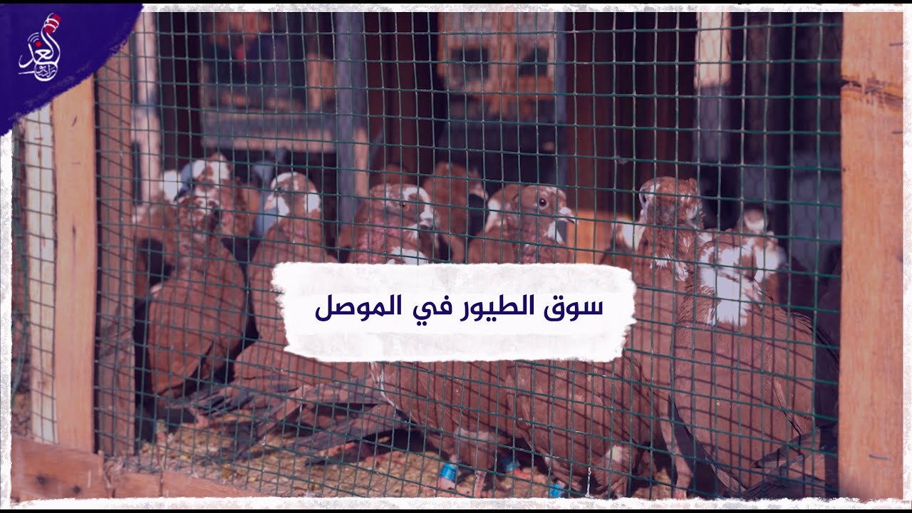 سوق الطيور في الموصل