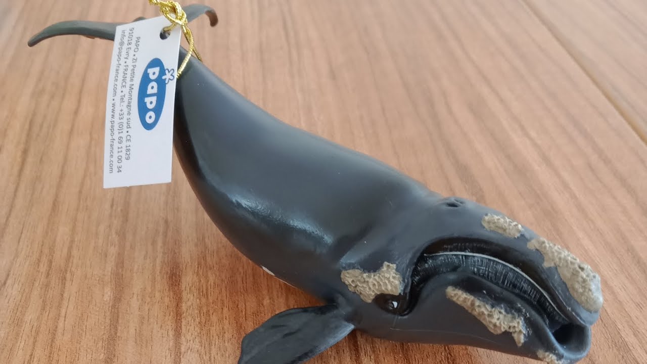 FİRST PAPO RİGHT WHALE REVİEW ON YT!!!