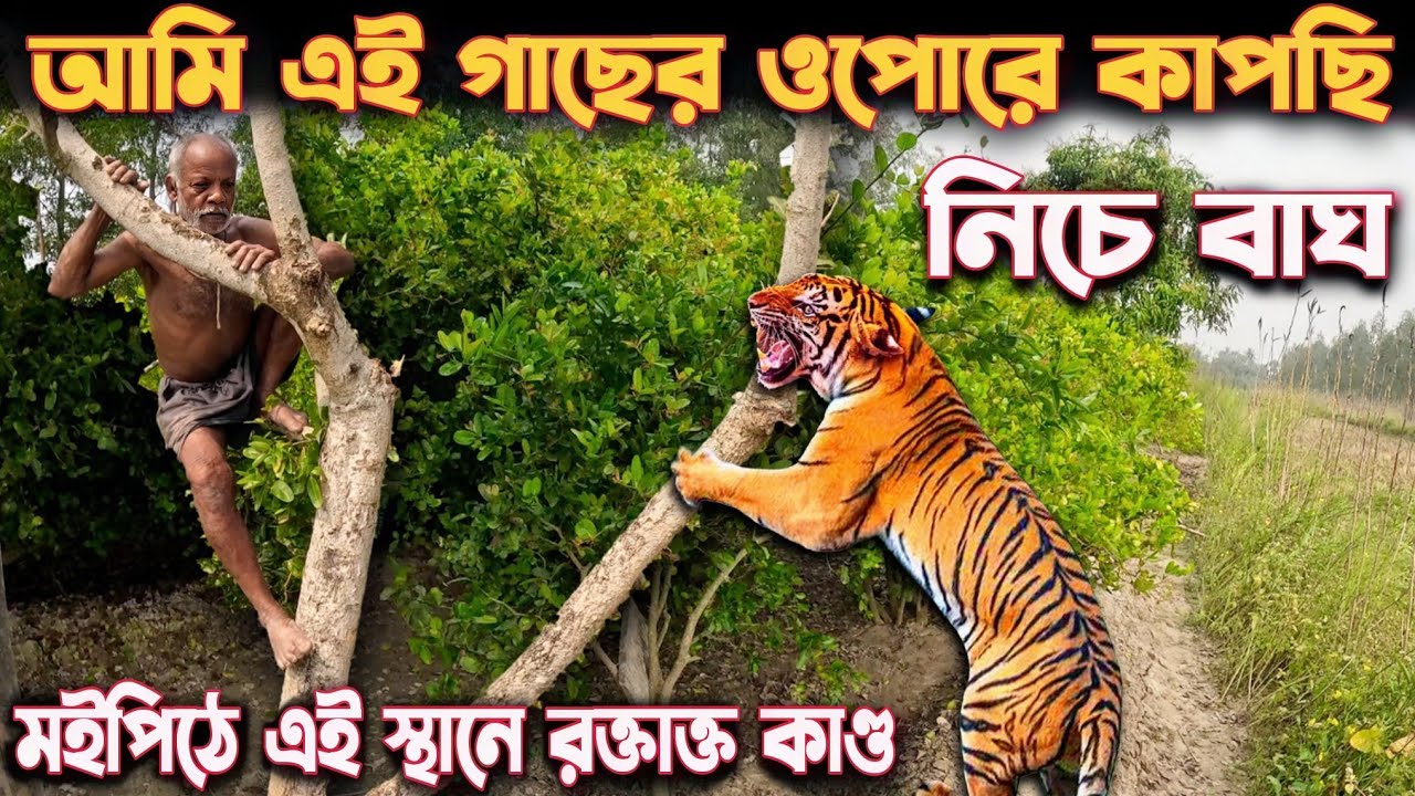 Sundarban Maipith Villege Tiger Attack // Sundarban // Maipith // Kultali