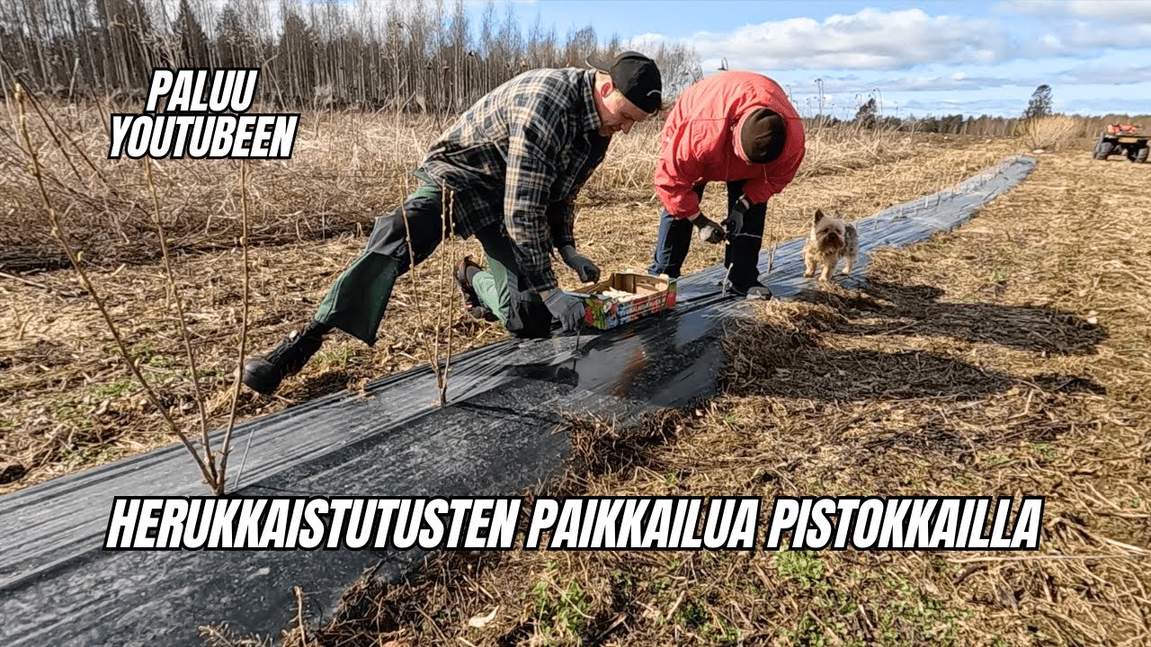 Mustaherukan pistokkaiden istutusta - kuolleiden taimien tilalle uutta eloa!