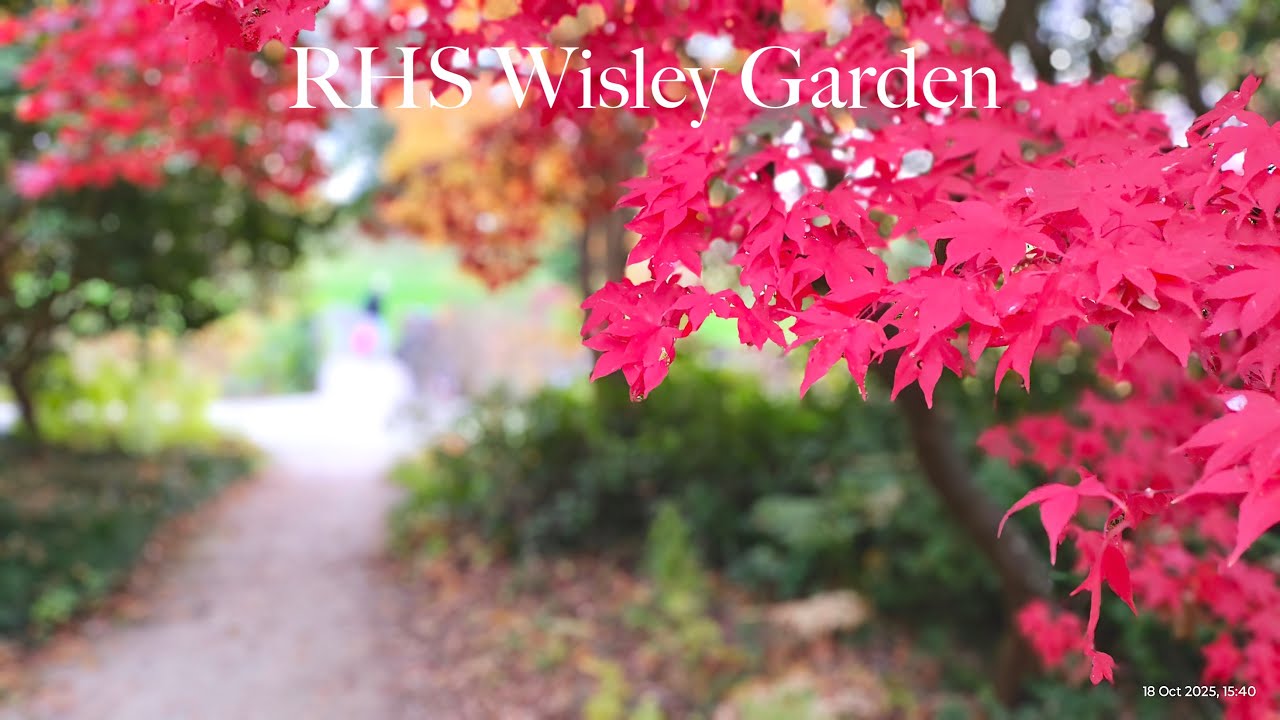 An autumnal colour burst at RHS Wisley Garden