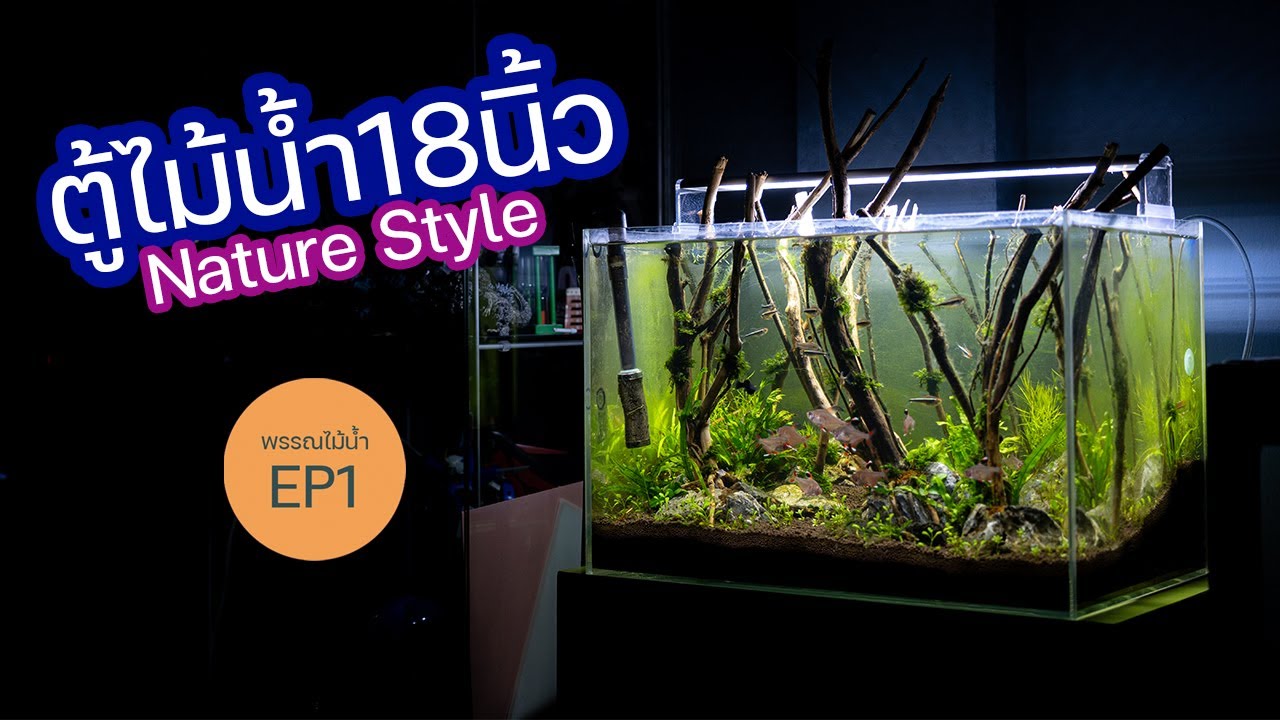 ตั้งตู้ไม้น้ำเเนวป่า 18 นิ้ว | Nature Style Aquascape