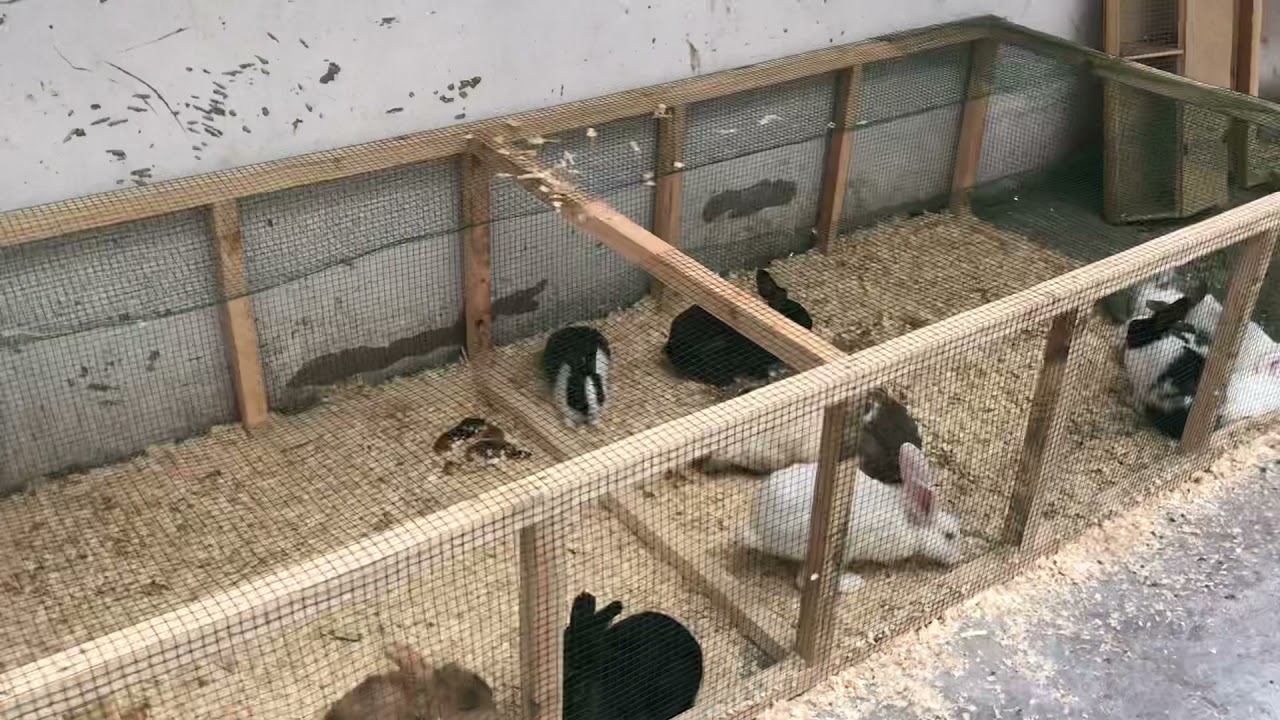 Tavşan üretimi kurdum 🐇🤩