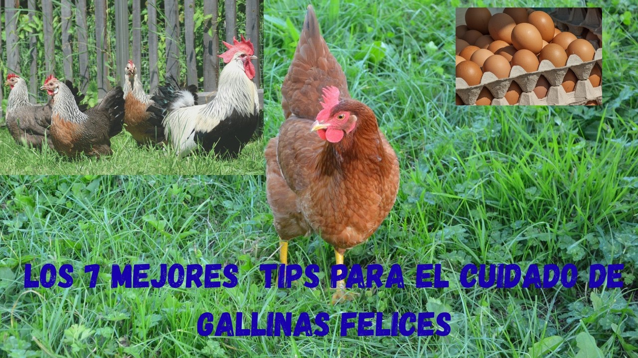 LOS 7 MEJORES TIPS PARA CUIDAR GALLINAS FELICES