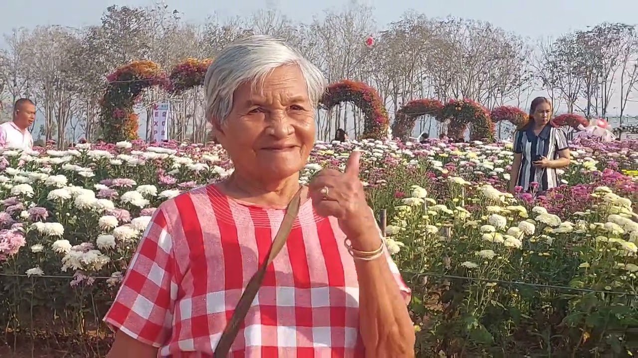 งานเบญจมาสบานในม่านหมอกครั้งที่ 24 #ท่องเที่ยว #flowers #ประเพณี  15 ก.พ.69