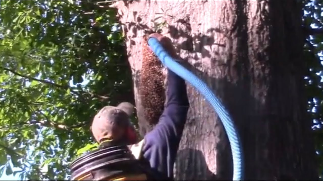 Removing Honey Bees From Tree And Installing Them In A NUC