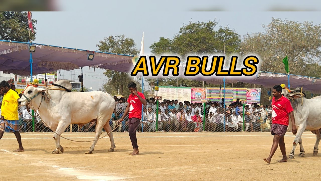 రెంటచింతల సీనియర్స్ 3వ.అక్కినేని ముకుల్ సత్య చౌదరి, మల్లవల్లి,కృష్ణా జిల్లా.