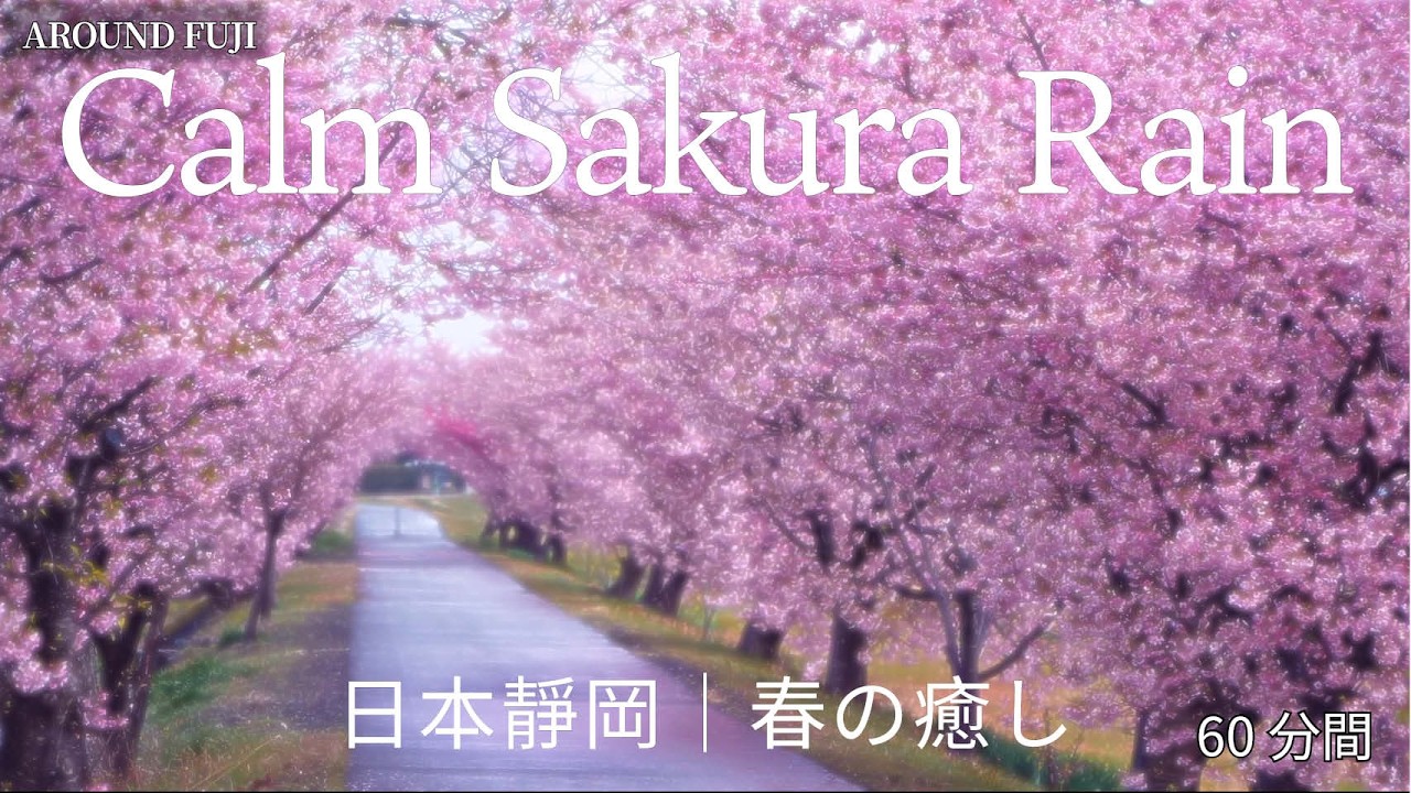 Relaxing Rainy Sakura Gentle Rain & Blossoms for Calm|雨の桜並木｜やさしい雨音で心を癒す