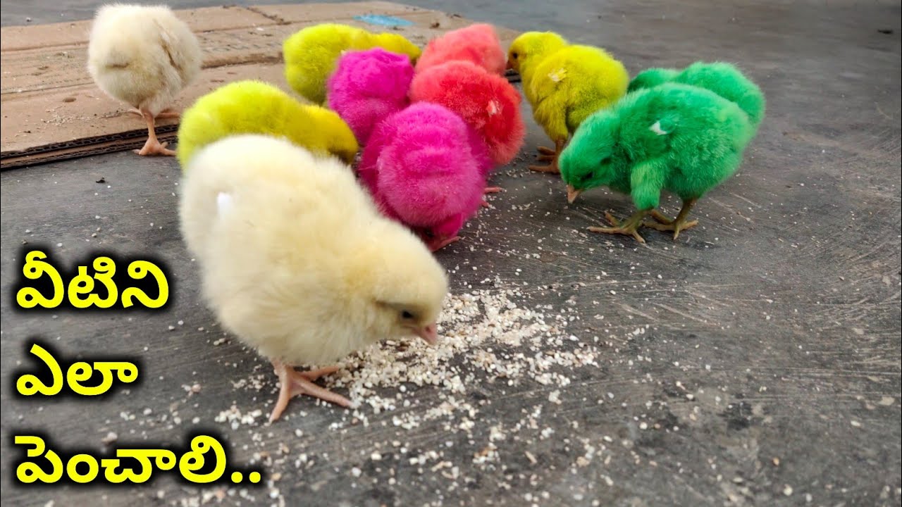 Colour chicks growing details | @youngfarmeratoztelugu