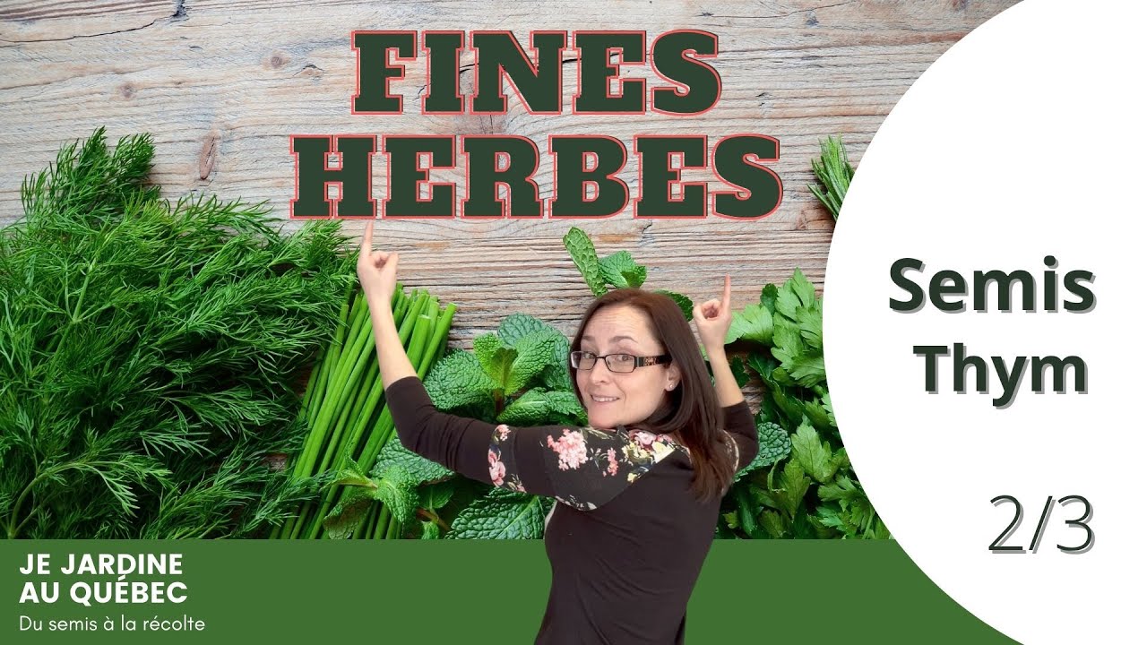 Fines herbes: mes trucs pour semer le thym