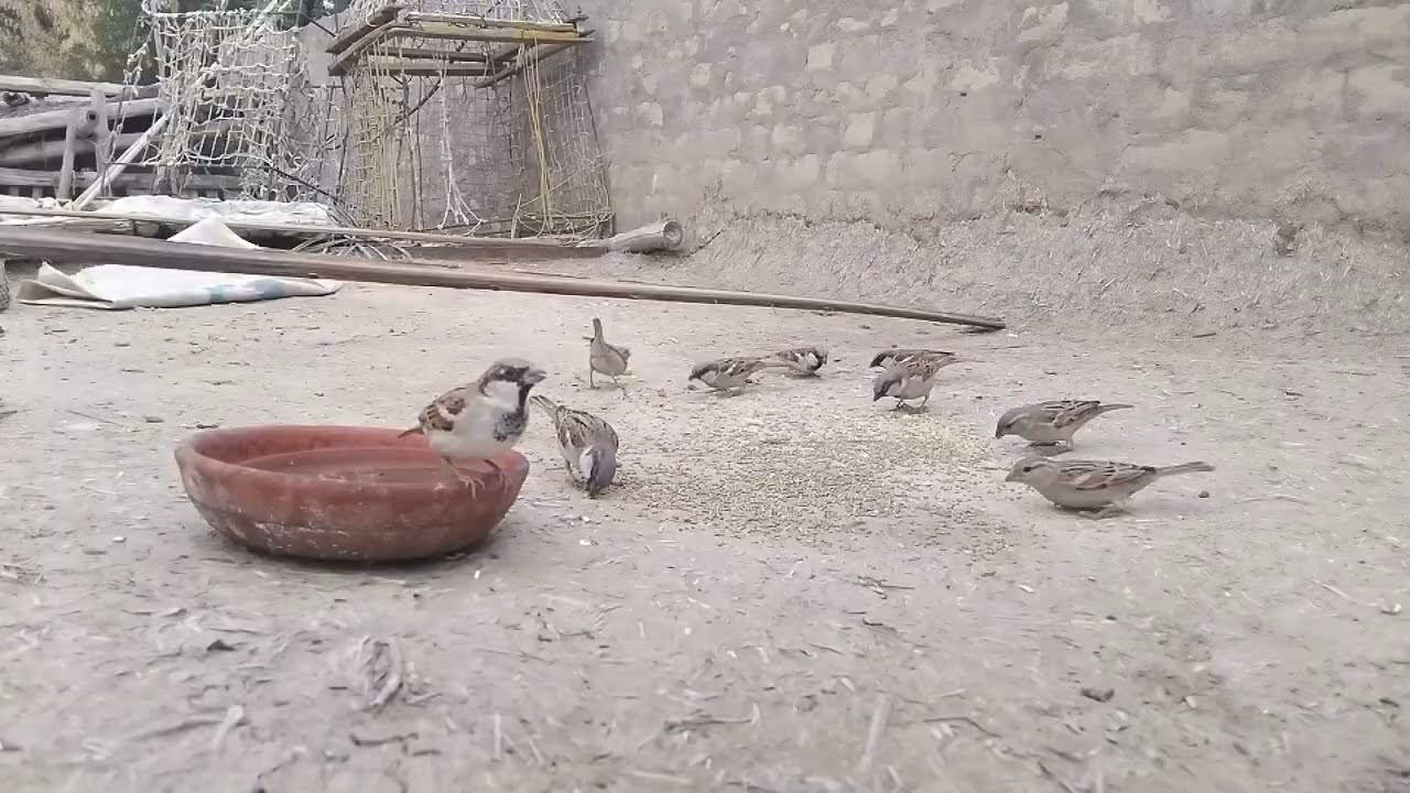 Happy Sparrows Eating Grains & Drinking Water || Cute Chirping Bird Feeding Moments