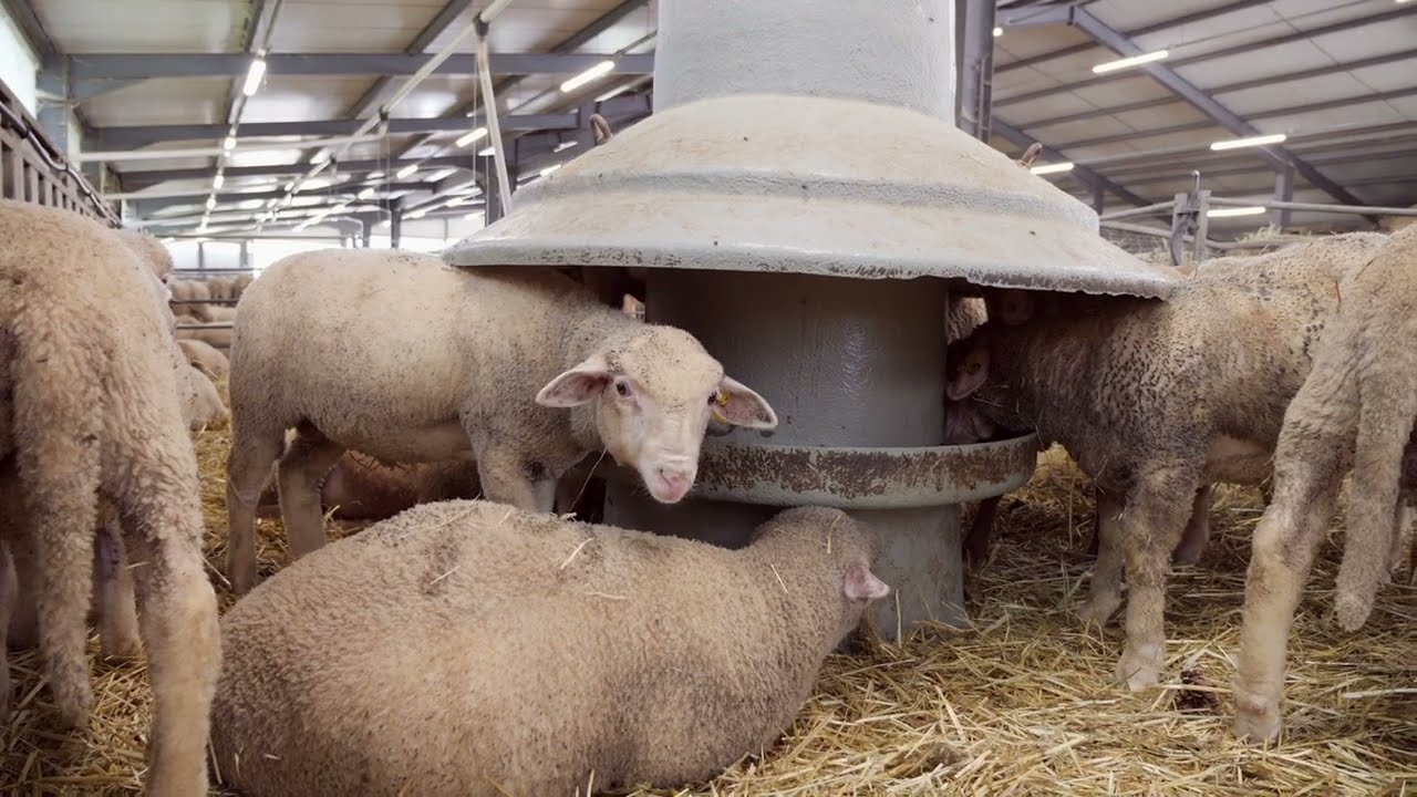 Conduite et alimentation des agneaux, les résultats des derniers essais
