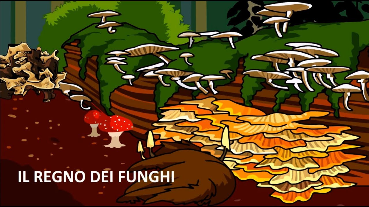 Il regno dei funghi