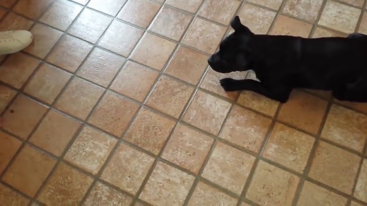 Il cane Ettore che cerca di ubbidire alla padrona