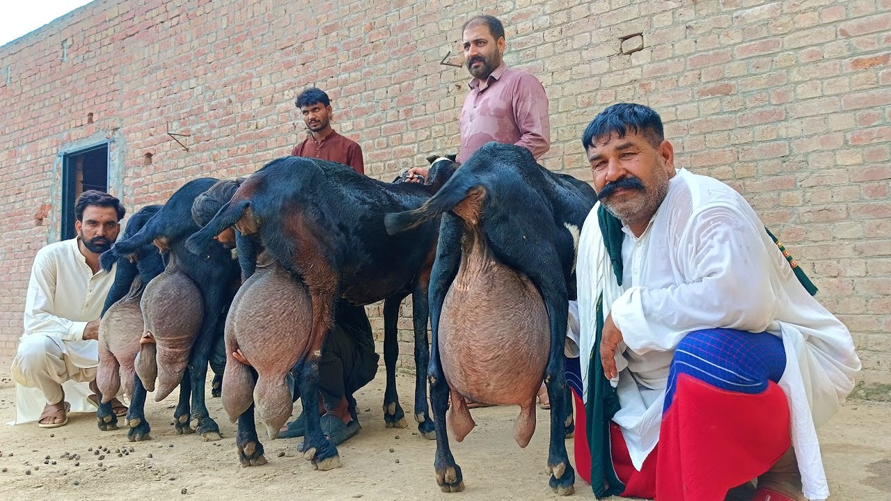 Best Milking Goats Bread In Pakistan || Beetal Goat - Modern Goat Farm - Chohan Goat Farm