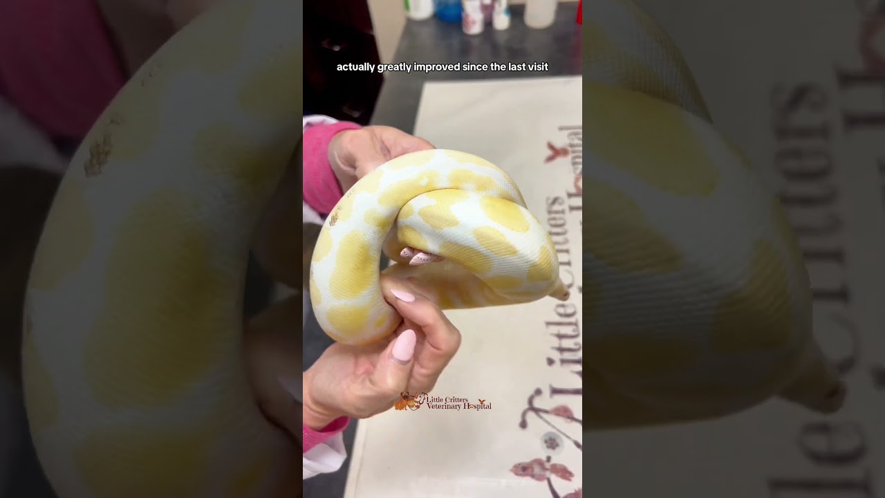 Ball Python Exam