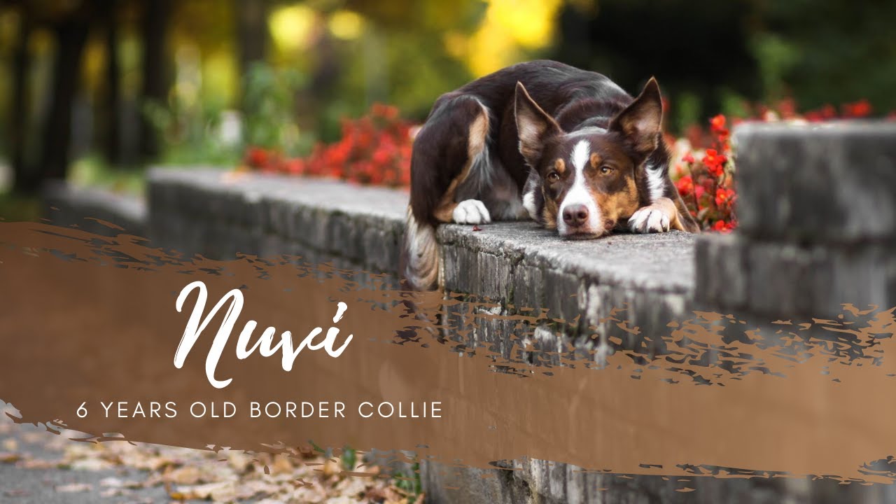 Nuvi ~ 6 years ~ discdog