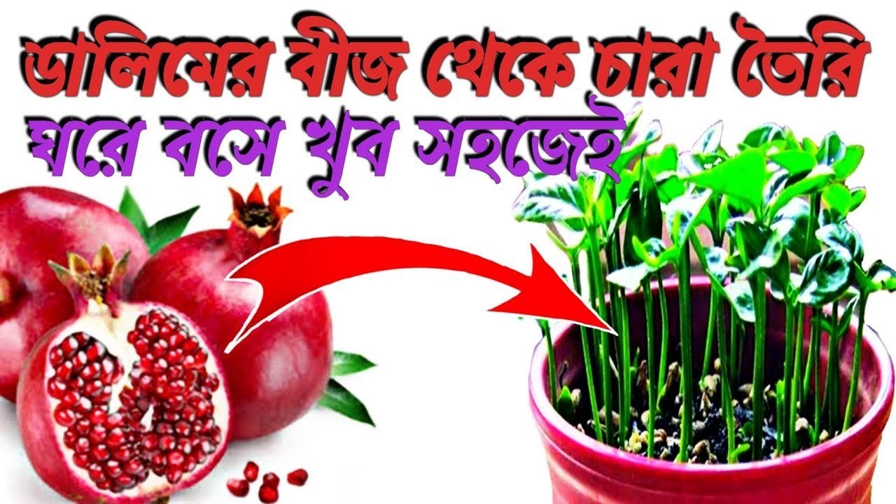 ডালিমের বীজ থেকে চারা তৈরি করুন খুব সহজেই॥ বেদানার বীজ রোপন পদ্ধতি ॥ Pomegranate Tree from Seed ॥