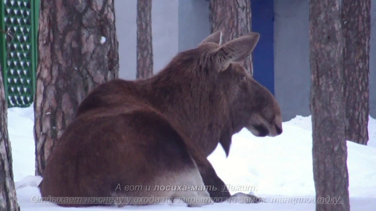 Заречный. Центральный парк "Заречье". 09.02.2020. Лоси на снегу / Moose in snow in Park "Zarechye"