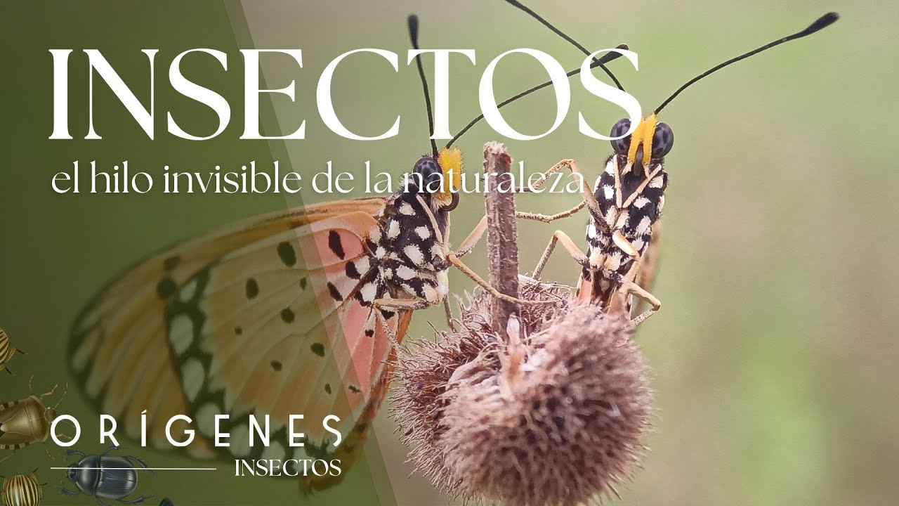 Documental: ¿Qué pasaría si los insectos desaparecieran? | Ep. 9 | ORÍGENES