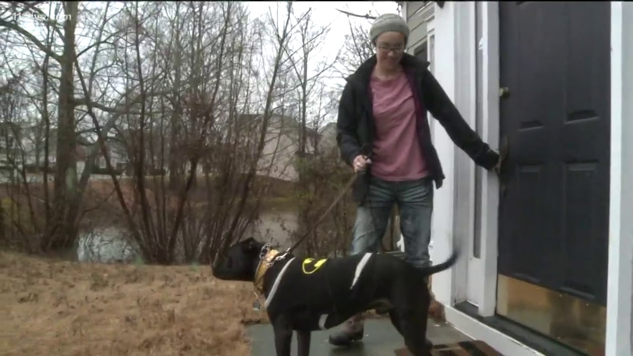 Bruce the pitbull saves a stranger