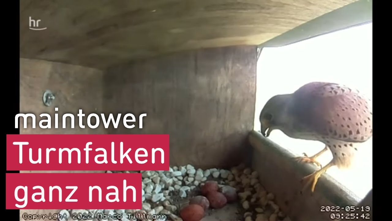 Turmfalken ganz nah | maintower