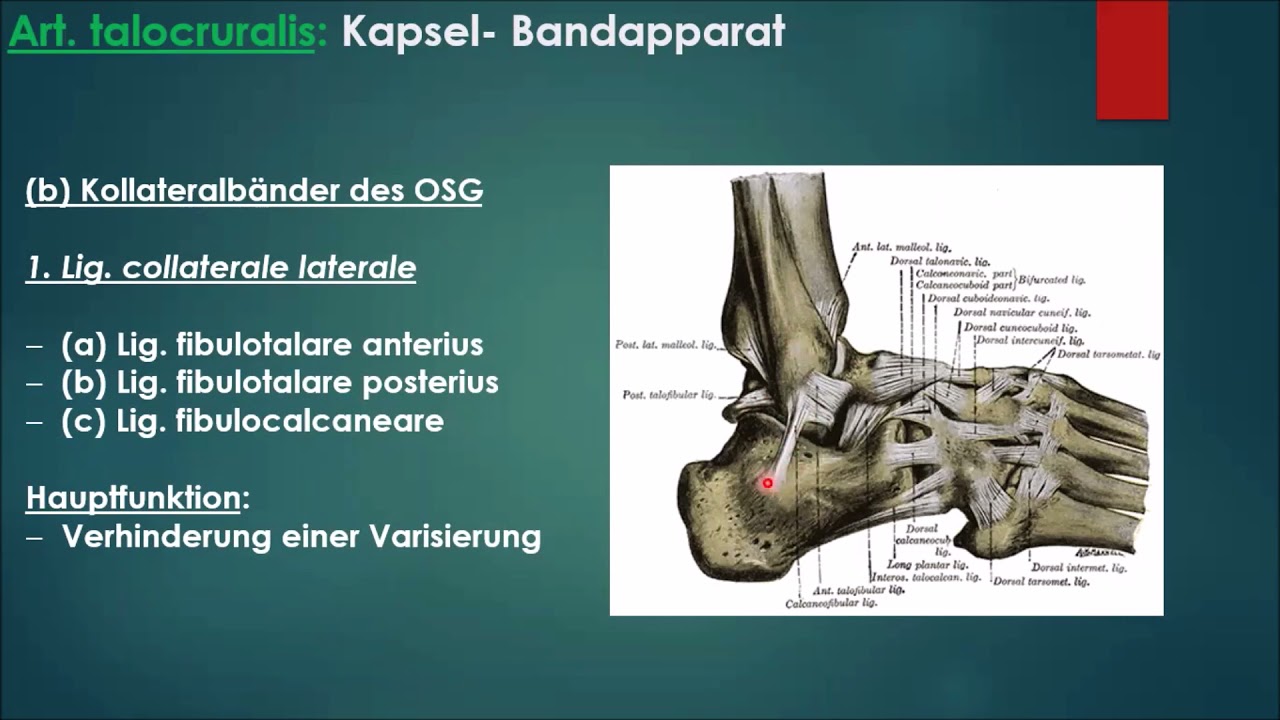 Anatomie 7  Fu&szlig;