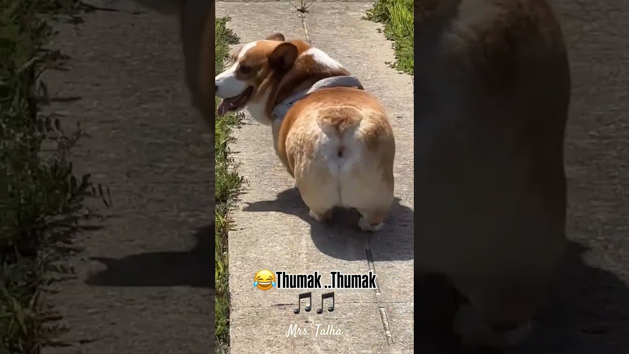 Thumak Thumak jandi | Dog Version #music #love #trending #youtubeshorts #thumakthumak #foryou #tydy