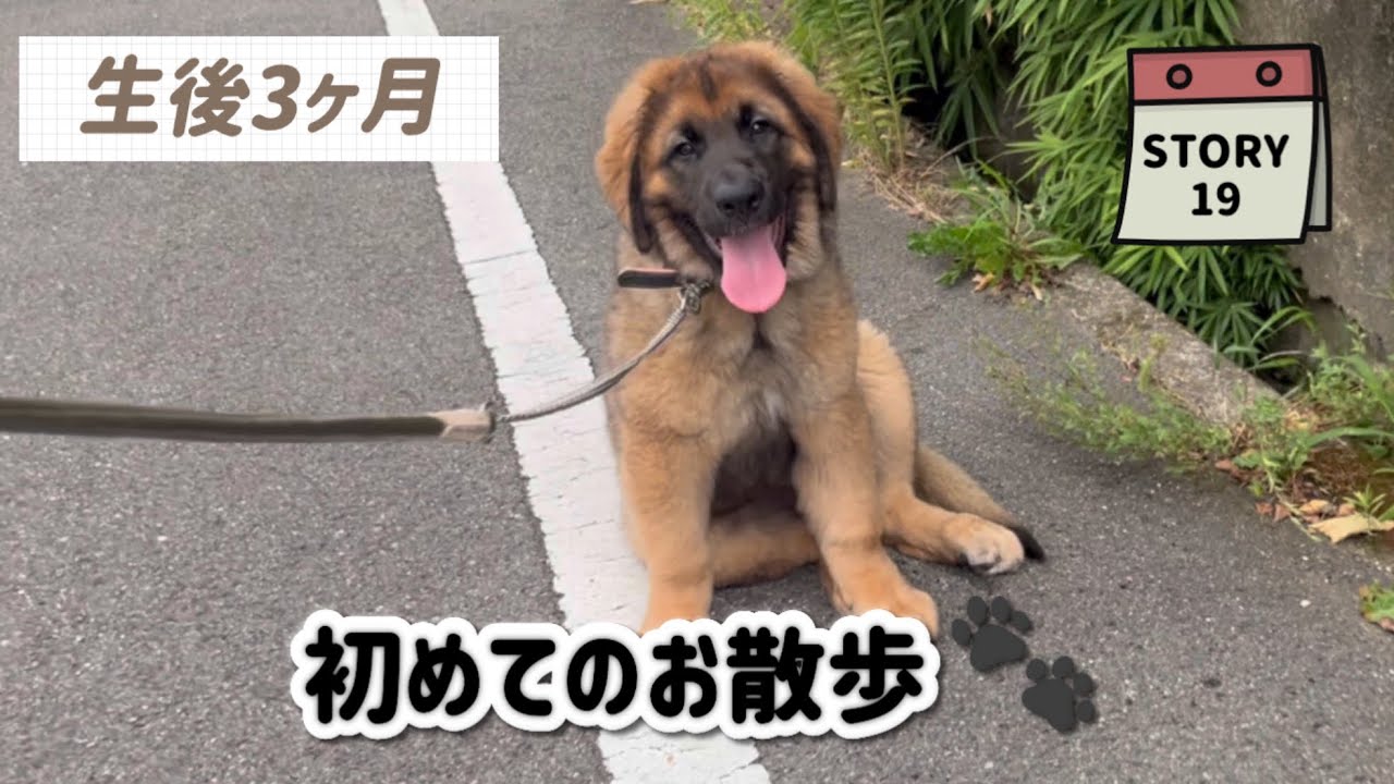 【ななエル物語】生後3ヶ月の子犬がお散歩デビュー