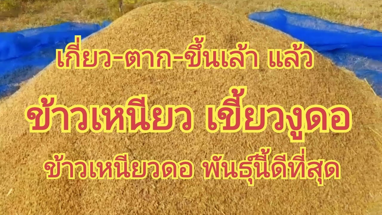 เกี่ยว-ตาก-ขึ้นเล้า แล้ว......ข้าวเหนียว เขี้ยวงูดอ.....ข้าวเหนียวดอ พันธุ์นี้ดีที่สุด