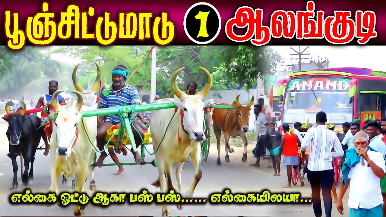 ஆலங்குடி 1பூஞ்சிட்டுமாடு  (08.03.2026) பந்தயம் #perai_raj_digital #reklarace