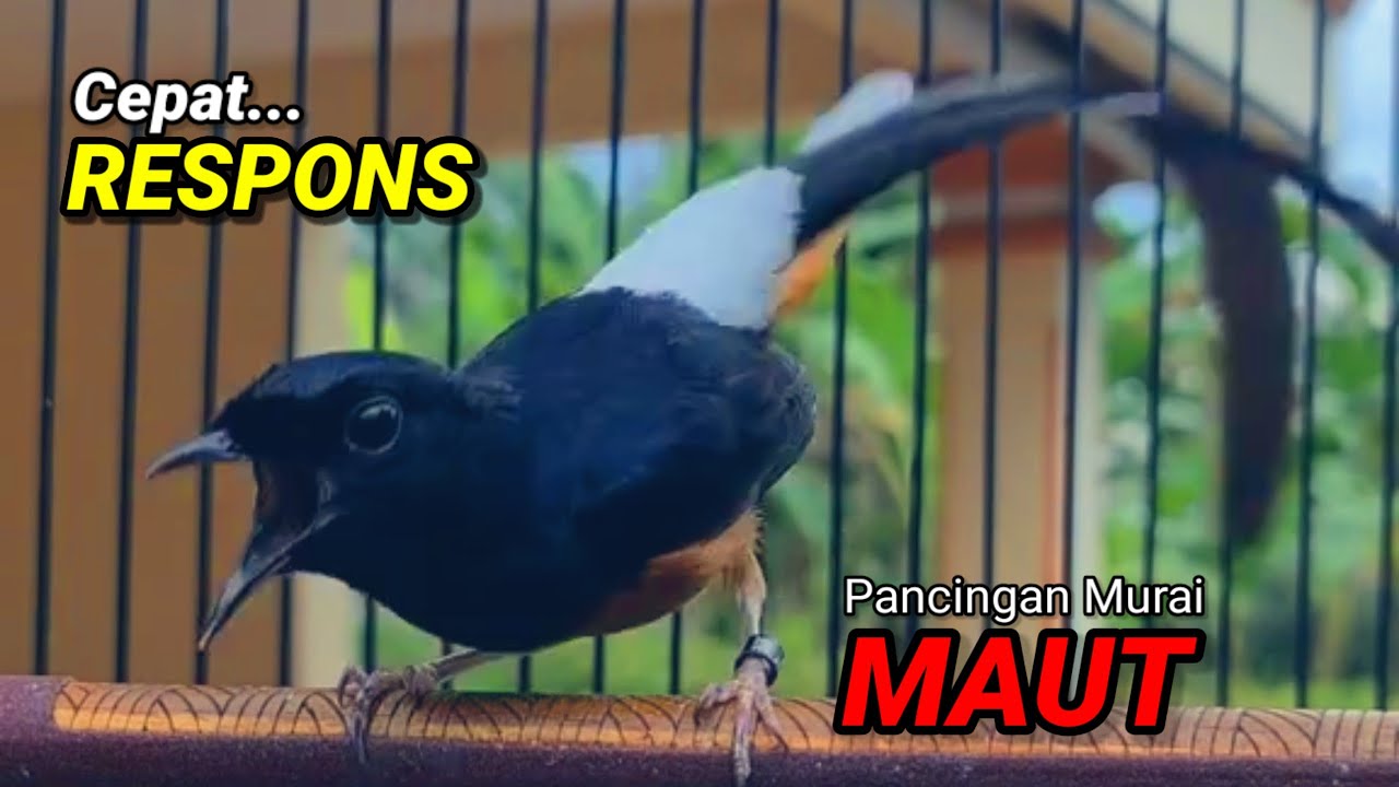 SUARA MURAI BATU TRAH JUARA untuk Pancingan Murai Batu agar BUNYI DAN EMOSI pasti NYAUT