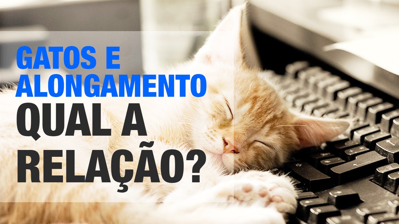 Gatos, alongamentos e dor??? | Investe Sa&uacute;de