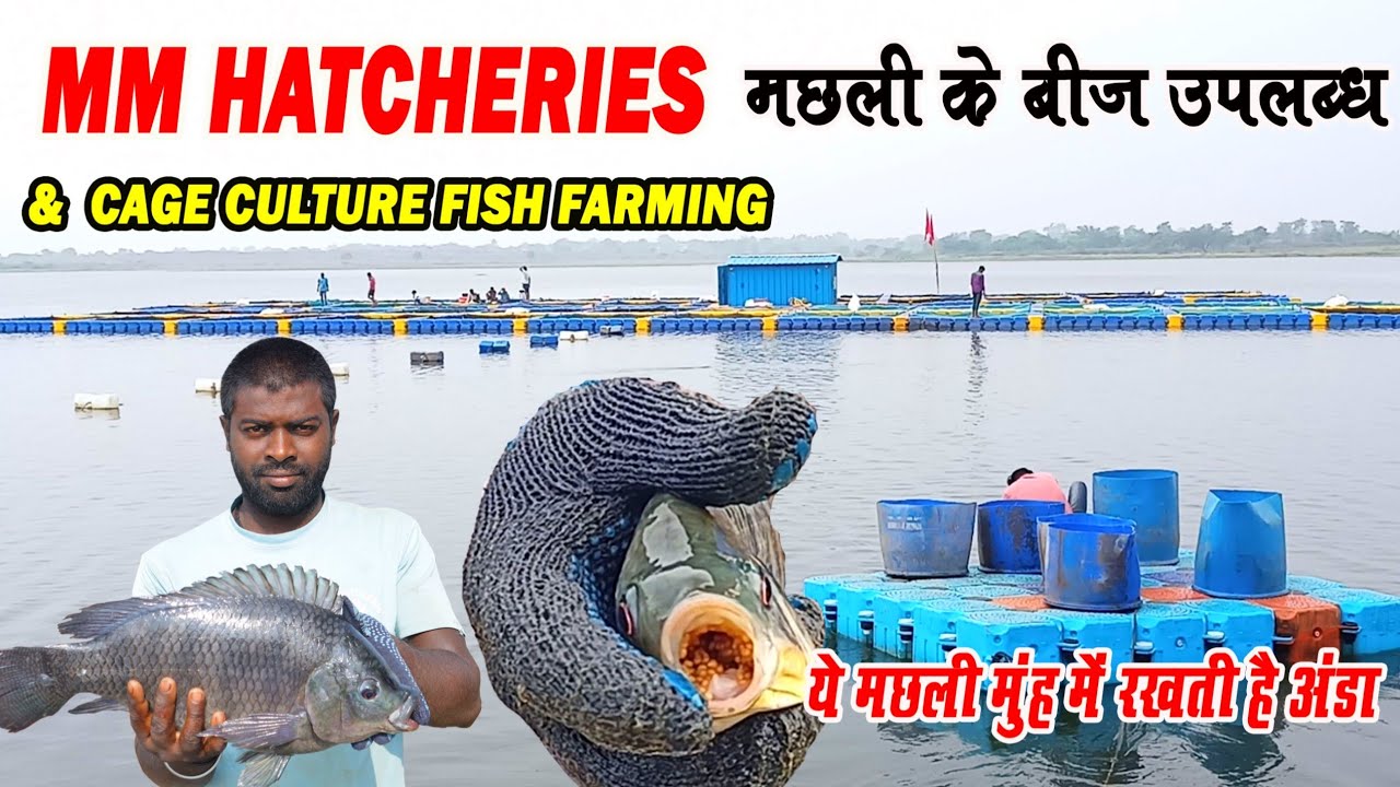 MM HATCHERIES & Cage Culture Fish Farming।। मछली के बीज उपलब्ध (एम.एम. हैचरी।। Fish seed available