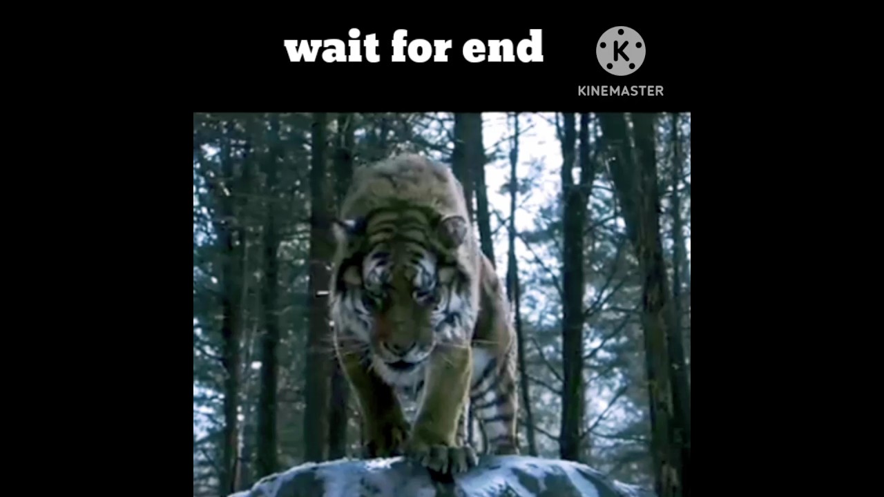 mountain lord tiger tiger king attack the people 🥶🥶🥶🥶🥶🥶🥶🥶🥶🥶🥶🥶🥶🥶👿🥶🥶🥶🥶🥶🥶🥶🥶🥶🥶#shorts #viral
