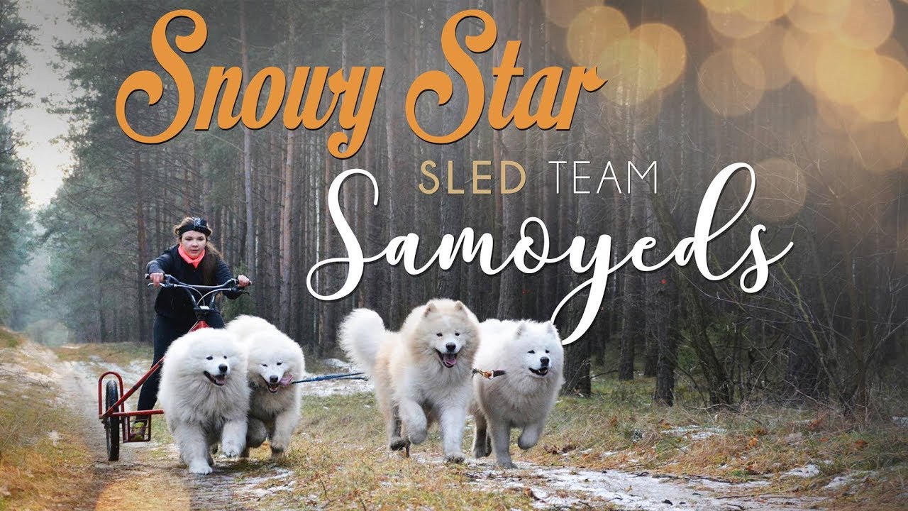 Snowy Star Sled Team Samoyed - Minikowo 2017