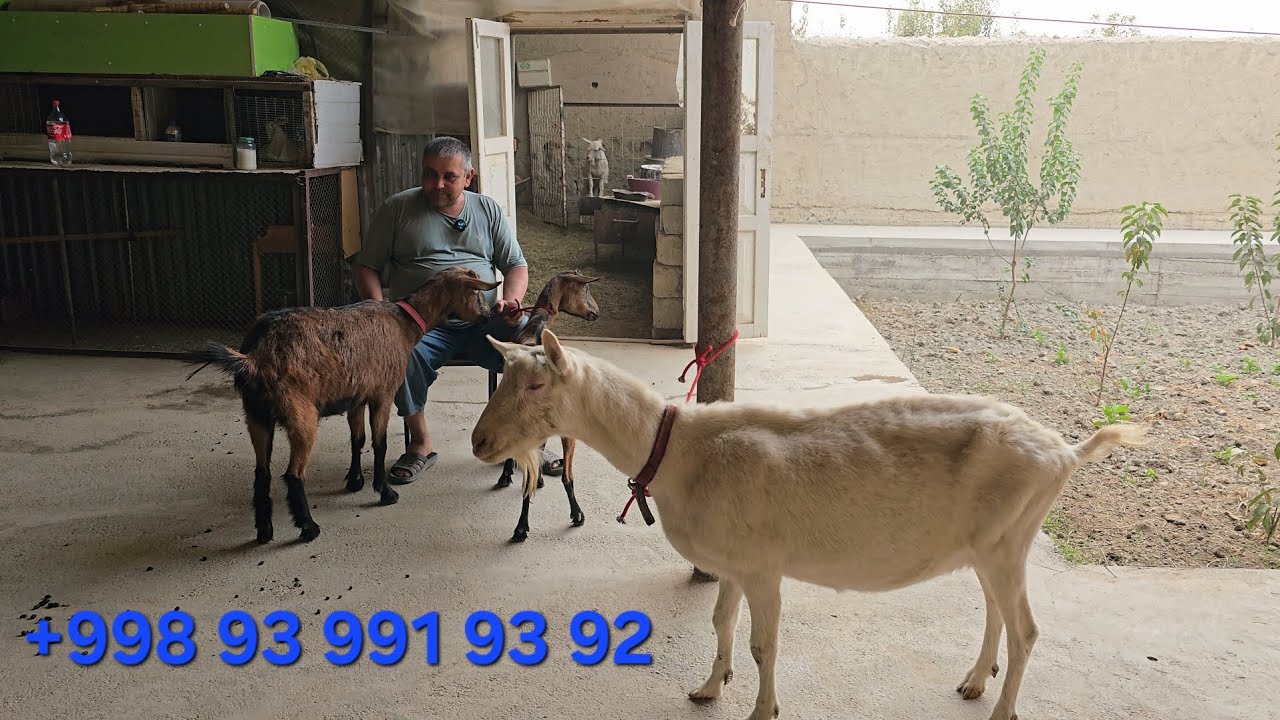 ECHKI BOQISH HAQIDA FOYDALI MASLAHATLAR +998 93 991 93 92 