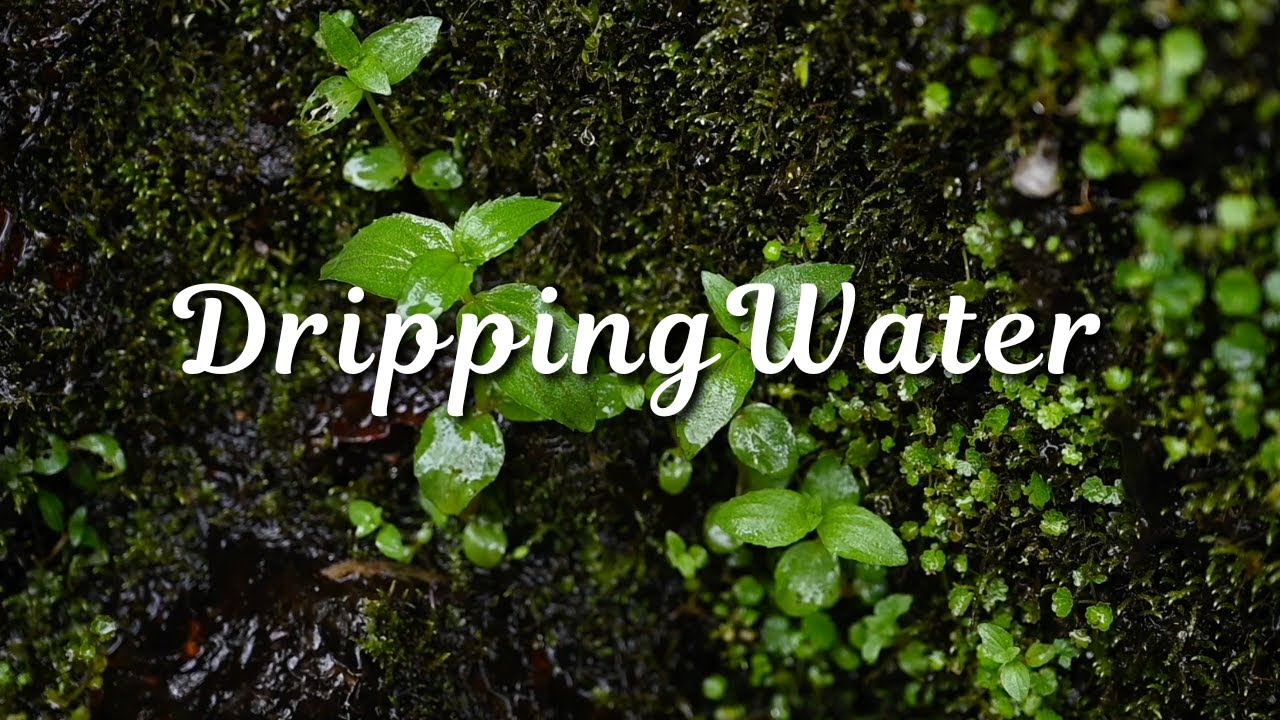 Drip.. Drip.. Drip 10 Hours of Relaxing Water Sounds