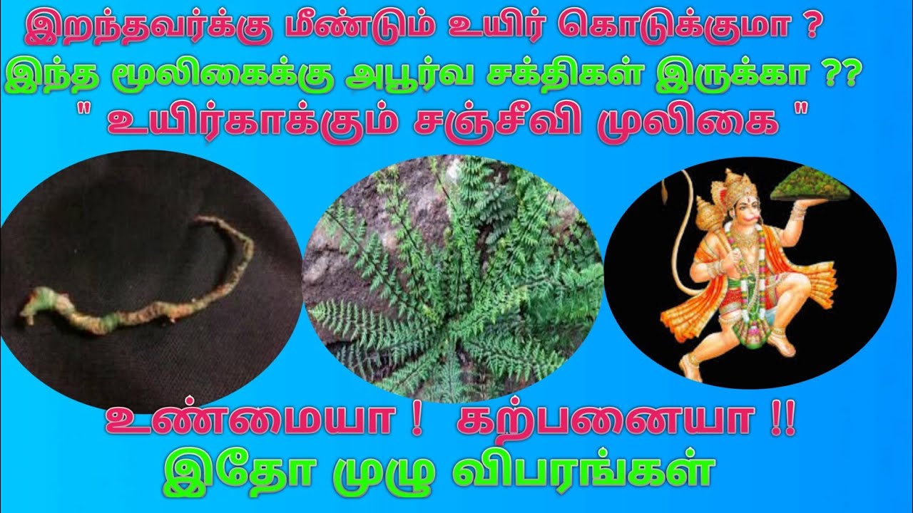 சஞ்சீவி முலிகை விபரங்கள் /Sanjeevi Herbs Details