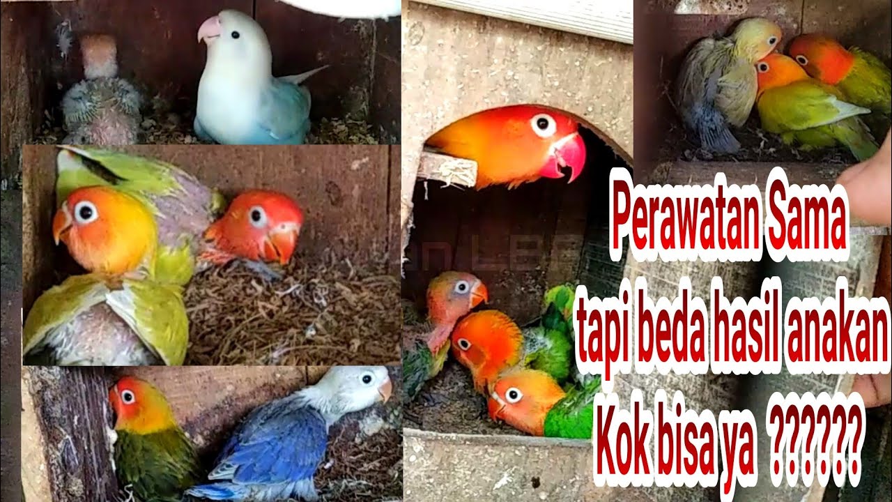 Lovebird perawatanya sama, tapi mengapa hasil panen nya beda? Begini penjelasanya
