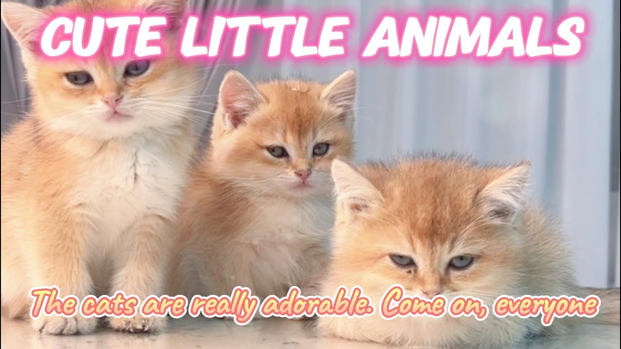 cute little animals | The cats are really adorable. Come on, everyone......