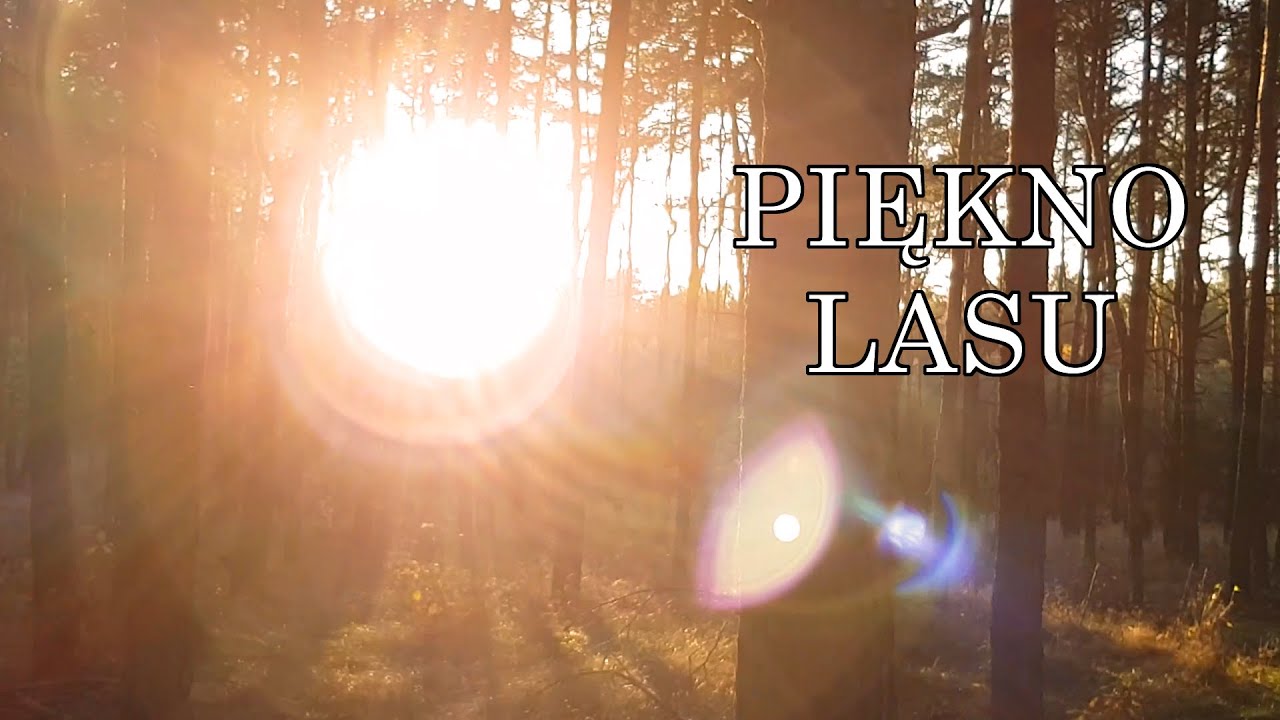 Las i jego piękno |POLAND| The BEAUTY of the FOREST