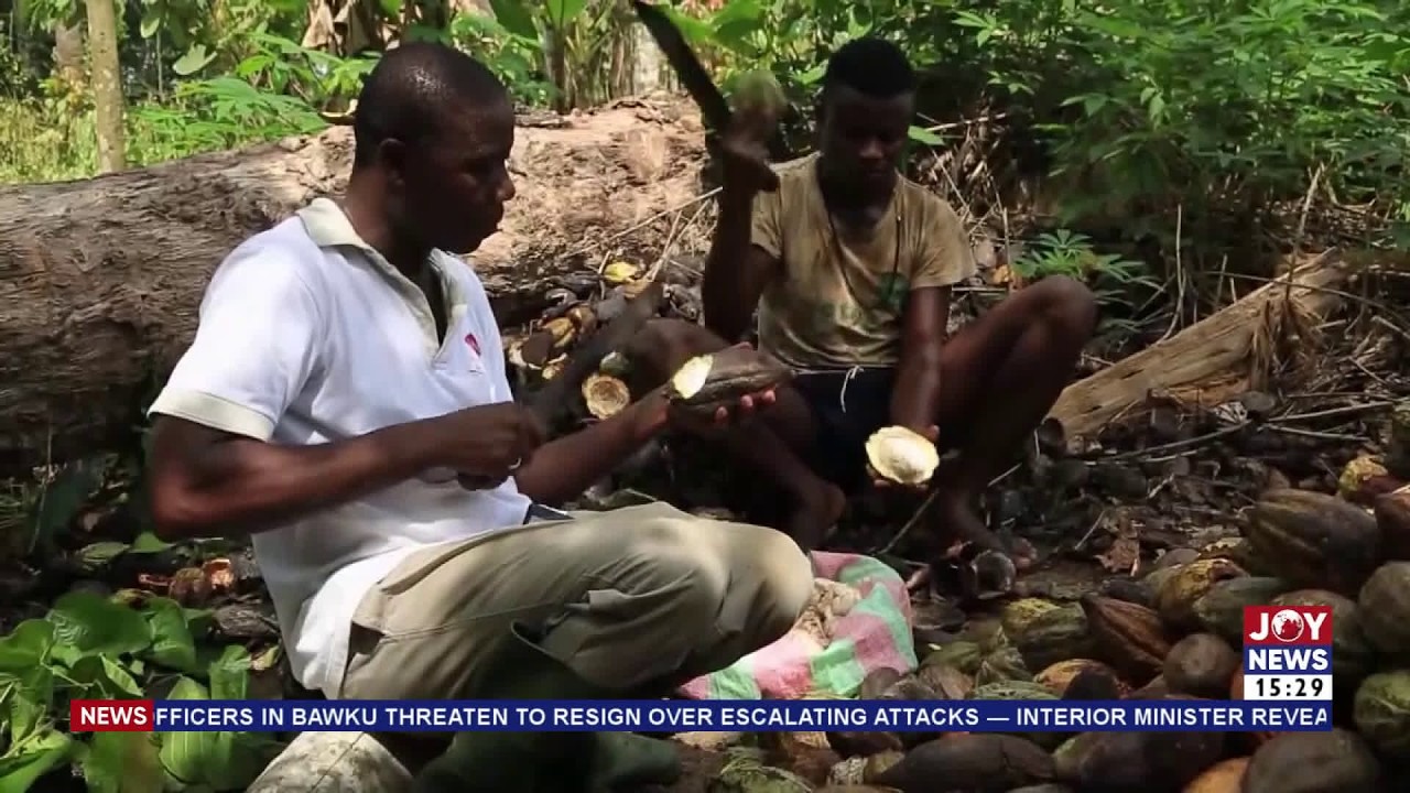 CocoBod urges caution against politicizing cocoa sector challenges | The Pulse