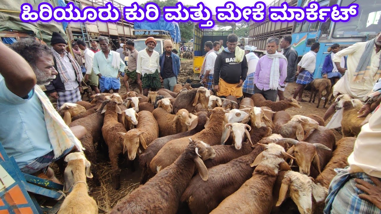 ಹಿರಿಯೂರು ಕುರಿ ಮತ್ತು ಮೇಕೆ ಮಾರ್ಕೆಟ್ Hiriyur Sheep and Goat Market 16/8/2025