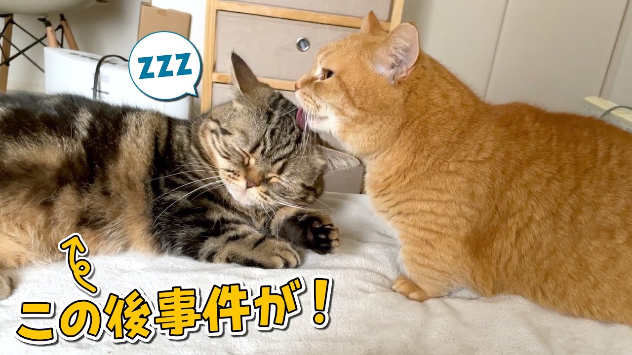 兄猫に起こしてもらって寝ぼけた弟猫にまさかの悲劇が…！笑