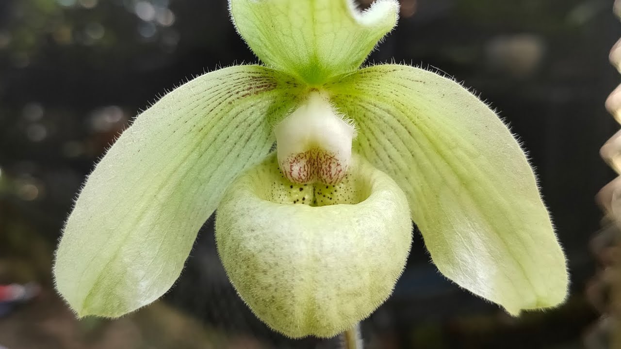 Lan Hài Jacki Paphiopedilum jackii || Toán Ròm Garden
