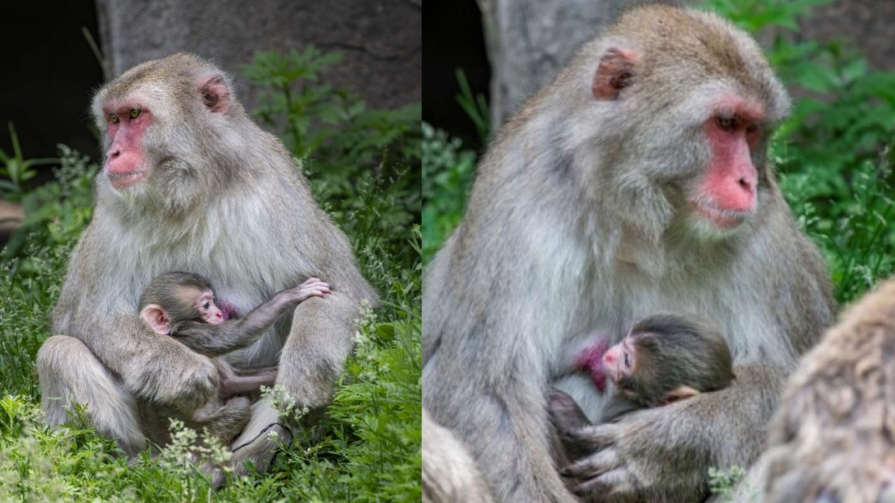 Meet the Adorable New Baby Snow Monkey at Milwaukee County Zoo!